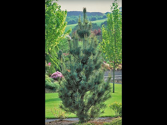 Vanderwolf Limber Pine